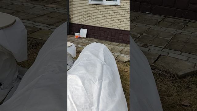 розы встречают весну. смотреть онлайн