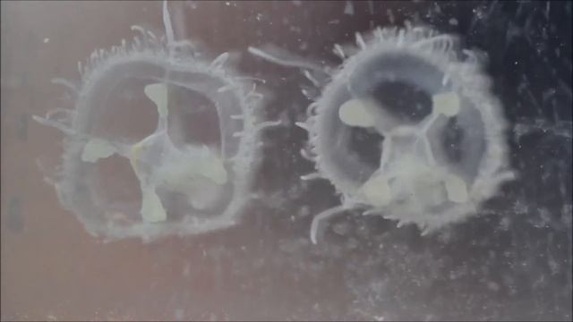 Freshwater Jellyfish смотреть онлайн
