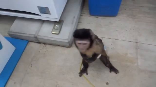 Обезьянка покупает сок в автомате смотреть онлайн