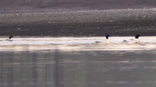 Morčák velký (Mergus merganser) смотреть онлайн