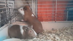 Морские свинки,3 месяца,мальчик и девочка 🙂