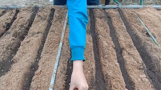 Огород моей мечты Посев моркови смотреть онлайн