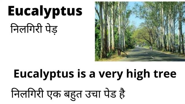 Eucalyptus Meaning in Hindi/Eucalyptus का अर्थ या मतलब क्या होता है смотреть онлайн