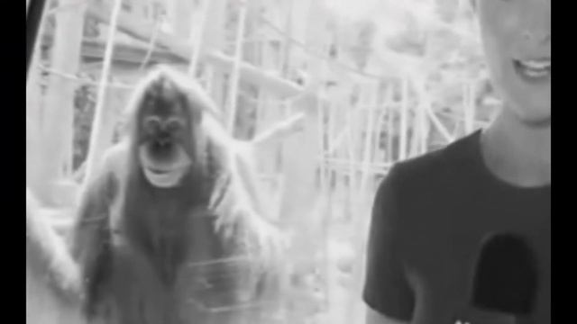 Creepy Smiling Orangutan Plotting His REVENGE