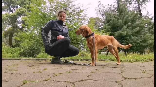 как подкреплять "дзен" смотреть онлайн