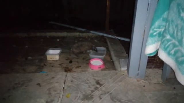 Ёжик пришёл завтракать в 5 утра. Поел, попил водичку. Сказал Спасибо и ушёл.Наши ёжики дружат с кот смотреть онлайн