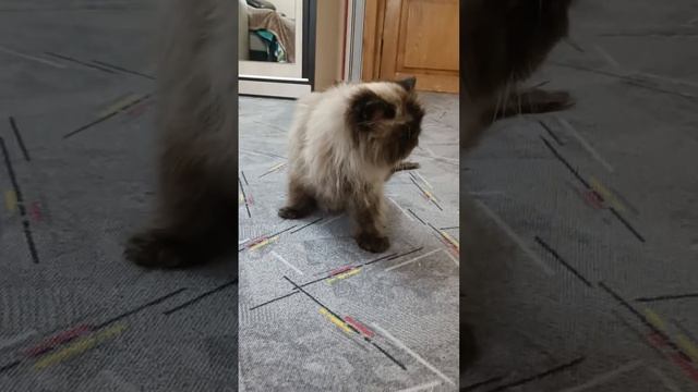 Капучино перенёс 2 инсульта отказали задние лапки 💔🐈💓 смотреть онлайн