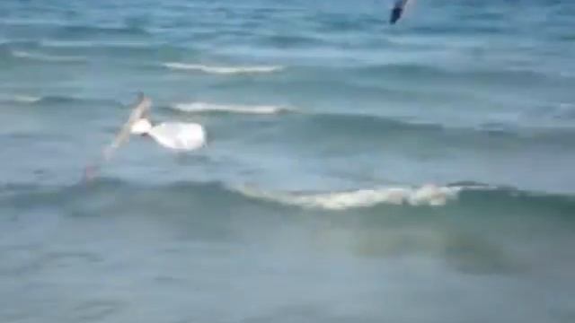 Mami Beach Bird смотреть онлайн