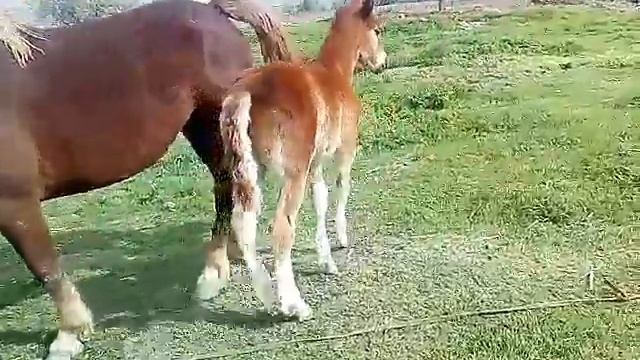 Самый болшой лошат смотреть онлайн