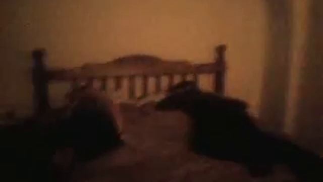 Пародия на Паранормальное явление)) смотреть онлайн