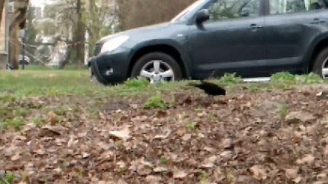 Черный дрозд ищет червяков смотреть онлайн