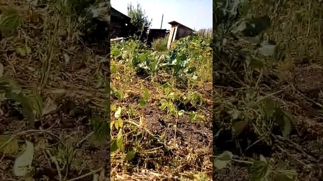 Как восстановить огород после длительного отпуска часть вторая) смотреть онлайн