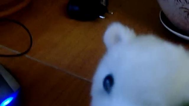 The cat collection.AVI смотреть онлайн