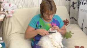 Как расчесать кота, чтобы у него не было колтунов