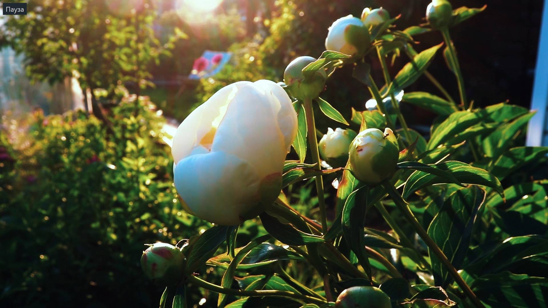 Июльские выходные