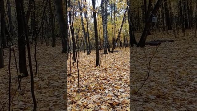 Шаги в лесу .... смотреть онлайн