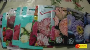 Сею КИТАЙСКИЕ АСТРЫ в закрутки БЕЗ ЗЕМЛИ.