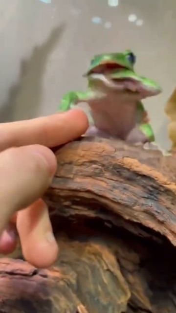 Лягушка кусает мои пальцы! смотреть онлайн