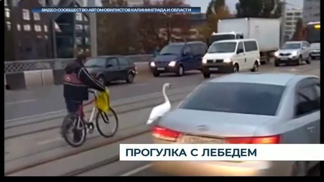 Лебедь гордо шагает по Ленинскому проспекту смотреть онлайн