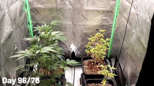 My Hardest Grow Ever & Longest Veg Time Ever - Vivosun Grow EP3 | VIVOSUN Smart Grow System