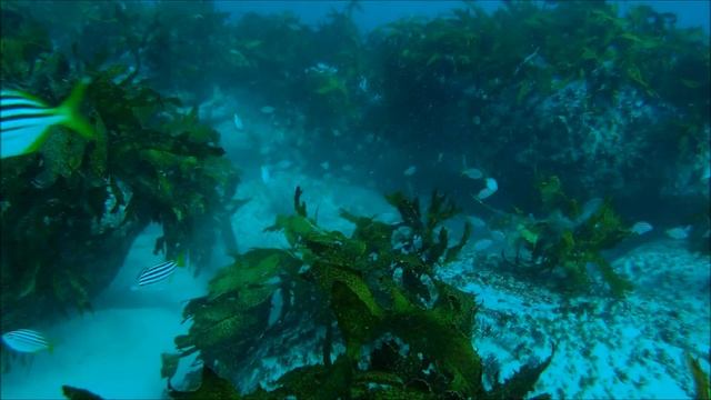 Port Jackson Sharks at Freshwater смотреть онлайн