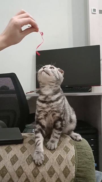 Поймала ленточку