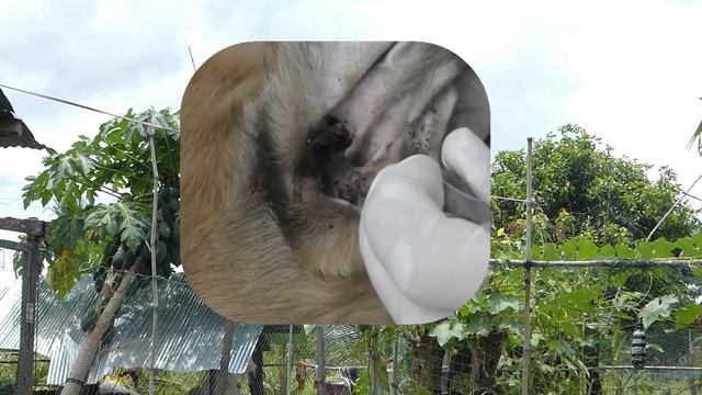 犬からワームを取り除くRemoving mangoworm in dog #24 смотреть онлайн