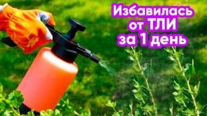 Вся Тля Осыпится Если Обработать Народным Средством! Мой Опыт в Борьбе с Тлей и Муравьями