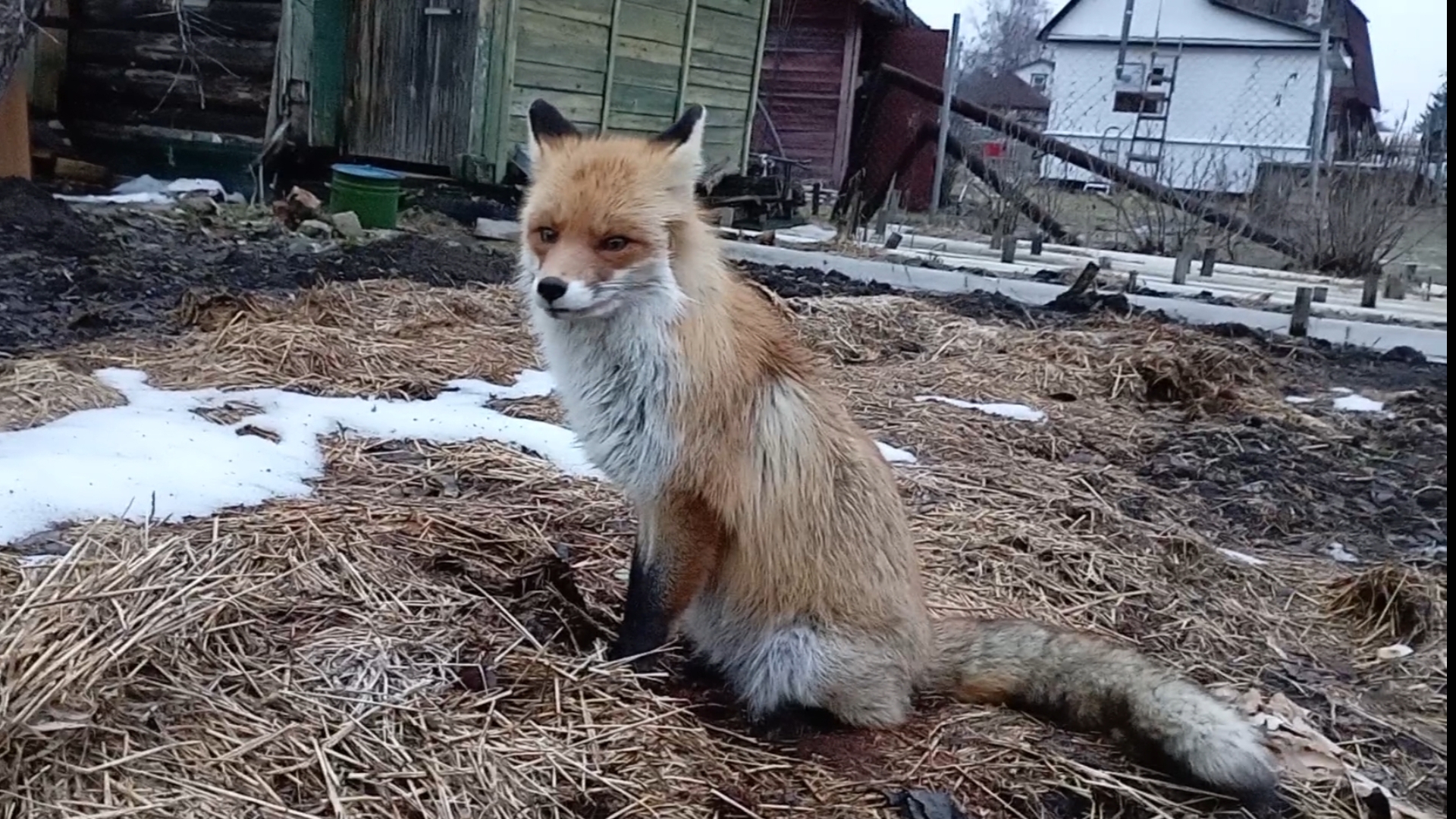 (979) Лисья охота. смотреть онлайн