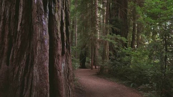 Serpil Ayar  Uzun Hava  - Sen Türkülerini Söyle