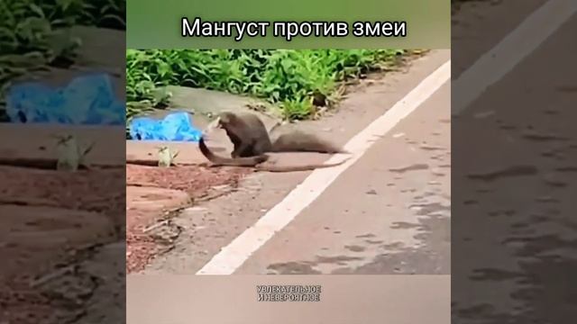 Мангуст против змеи смотреть онлайн