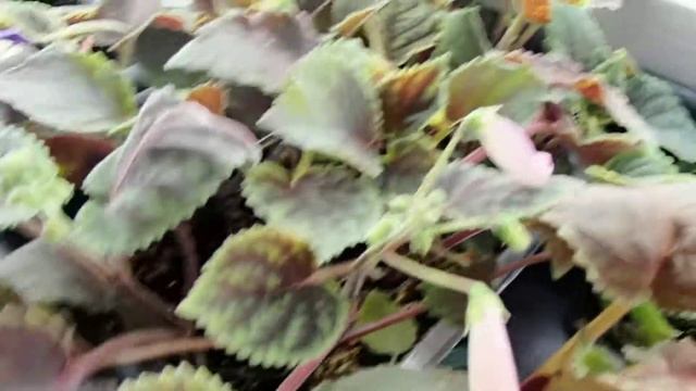 Cіянці гібридів сеєманії зі смітіантою - Seedlings of hybrids of Seemannia and Smithiantha смотреть онлайн