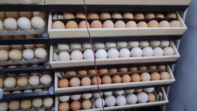 Закладка яиц в инкубатор Бони на 5000 яиц. Одновременно : утки,индюки,куры,бройлеры ! смотреть онлайн