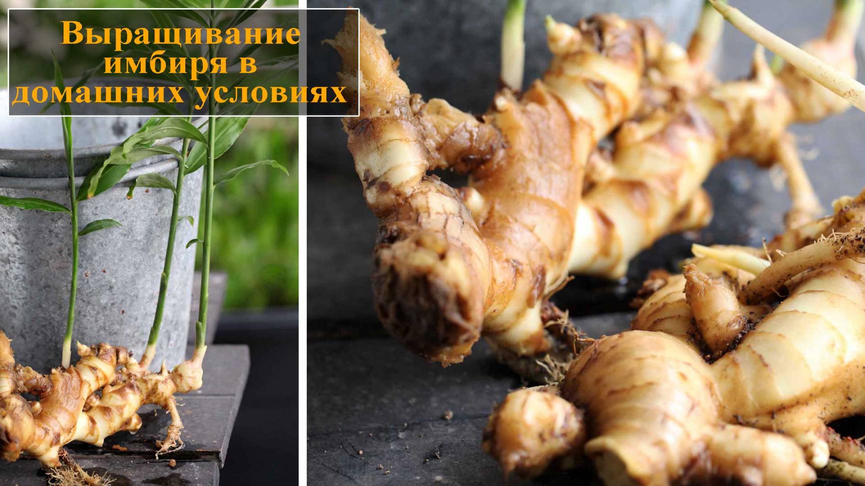 Выращивание имбиря в домашних условиях смотреть онлайн