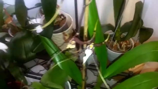 Orquideas phalaenopsis смотреть онлайн