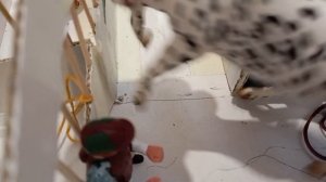 типичный сериал игрушечные лошади 4 серия