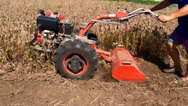 Мульчирование фацелии для второго урожая за один сезон смотреть онлайн