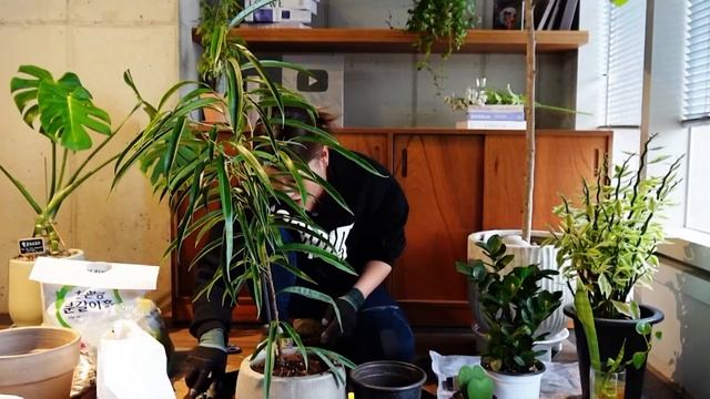 (sub) [손퀘스트] EP.8 🐛 하우 매니 벌레 인 데얼 ⁉️🔍 100마리의 벌레와 101번의 샤우팅 💢 | 손승연(SONNET)의 화분 분갈이 🪴🌿 смотреть онлайн