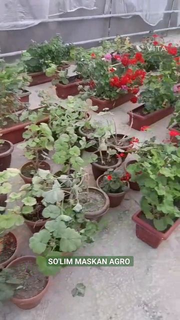 Geran gullarimiz #flowers #цветы #issiqxona #теплица #greenhouse #печка смотреть онлайн
