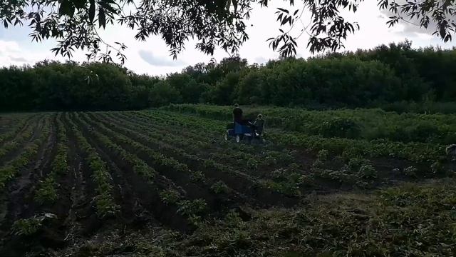 Отдыхаем на огороде!! 50 минут и огород окучен. смотреть онлайн