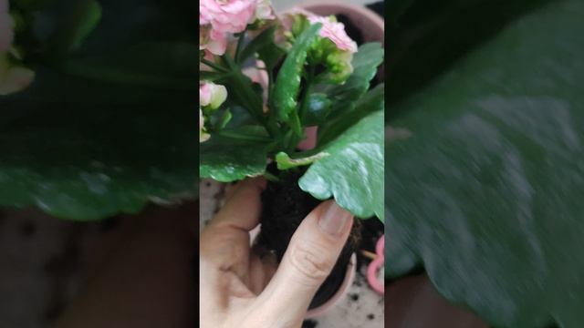 Нужно ли пересаживать Каланхое после покупки?