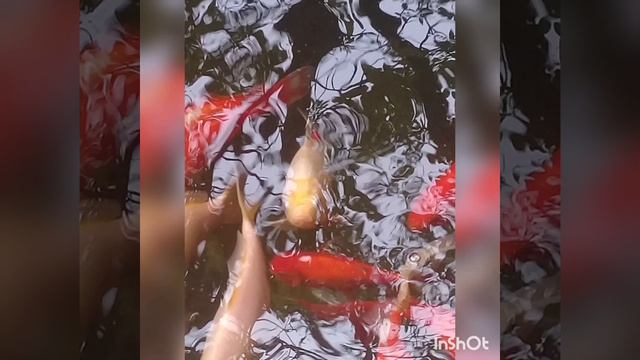 КРЫМ Золотая рыбка плавает в 🌇🚇в пруду в Инкерманском Клемен товском монастыре в пруду смотреть онлайн