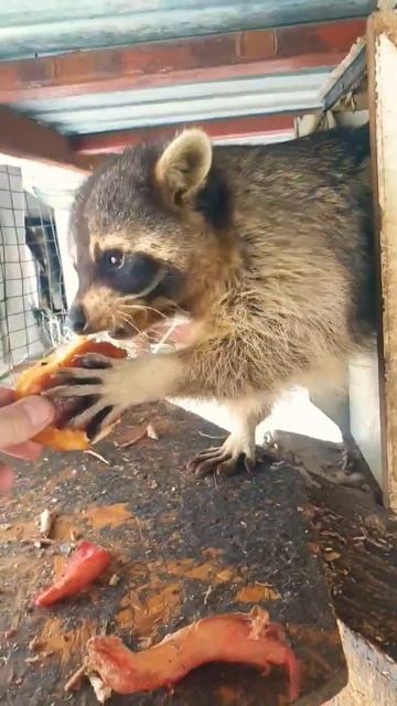 🦝Енотик кушает🦝 #raccoon #домашнийенот #енотполоскун #еноты #приколысенотами #shortvideo #shorts смотреть онлайн