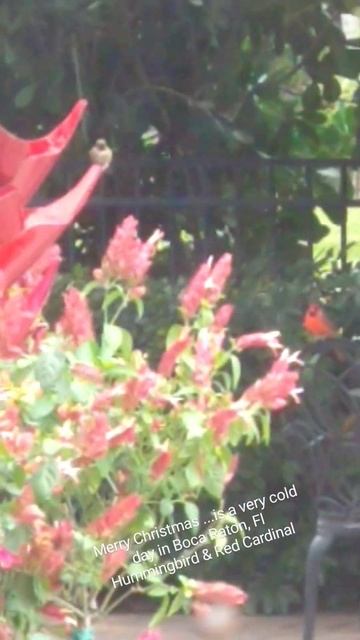 Red Cardinal & Hummingbird, surprise with this cold weather. Boca Raton, Fl смотреть онлайн