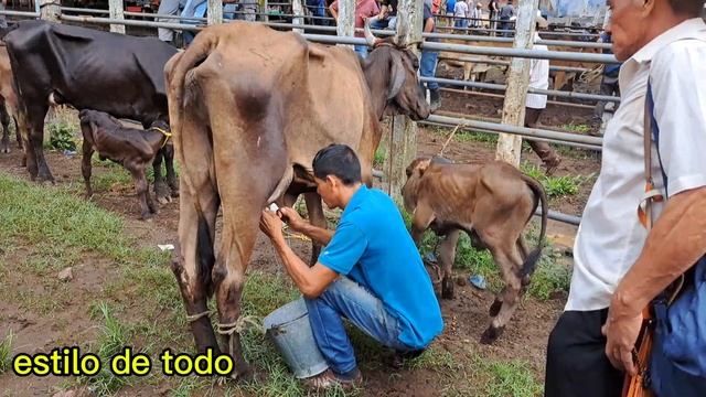 tiangue nueva guadalupe vacas paridas mucha leche смотреть онлайн
