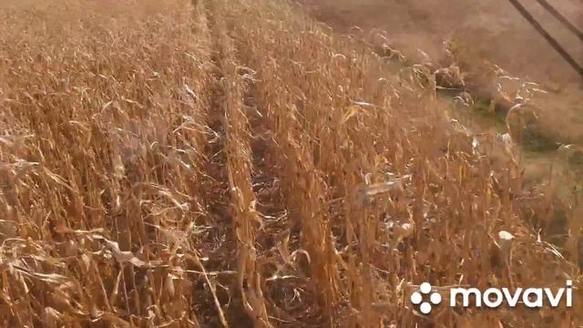 Декілька слів про вирощування кукурудзи. смотреть онлайн