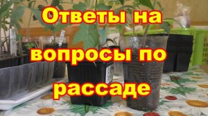 Уход за рассадой в марте в квартирах