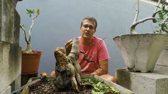 Poda Drástica e Correção de Raízes em Bonsai de Ficus!! смотреть онлайн