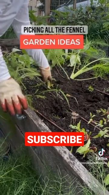 GROWING FENNEL |2022| #shorts #youtubeshorts смотреть онлайн