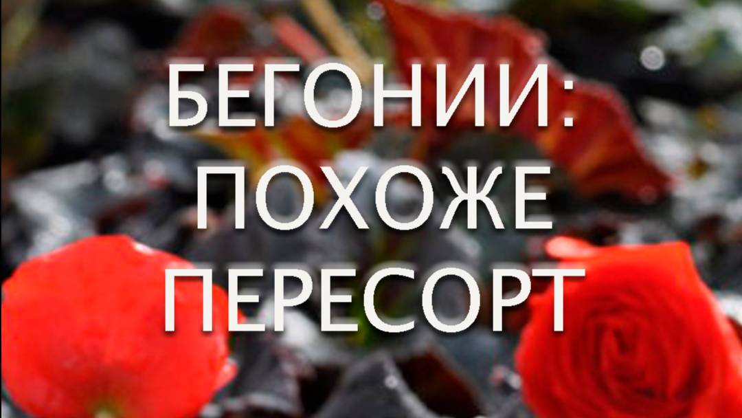 БЕГОНИИ: ПОХОЖЕ ПЕРЕСОРТ